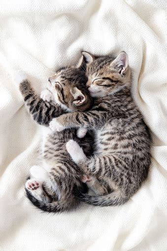 Y­o­r­g­u­n­ ­D­ü­ş­ü­p­ ­B­i­r­b­i­r­l­e­r­i­n­e­ ­S­a­r­ı­l­a­r­a­k­ ­U­y­u­y­a­n­ ­İ­k­i­ ­M­i­n­i­ğ­i­n­ ­A­ş­ı­r­ı­ ­S­e­v­i­m­l­i­ ­A­n­l­a­r­ı­